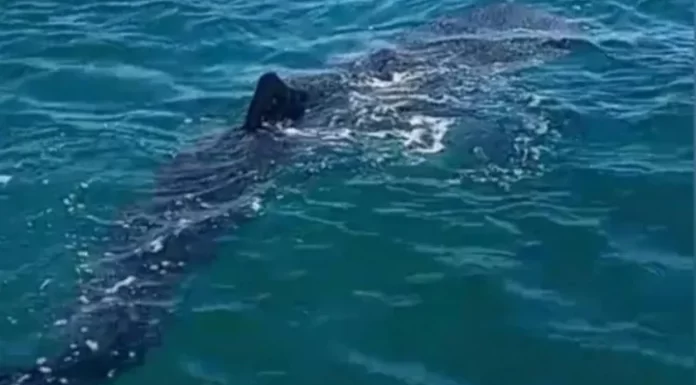 Buscan dar con la causa de tantos avistamientos de tiburones en Sonora