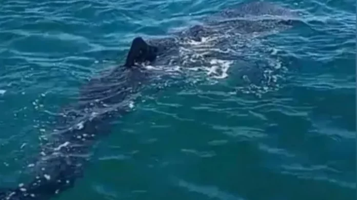 2866925_x1x.jpg_851672003