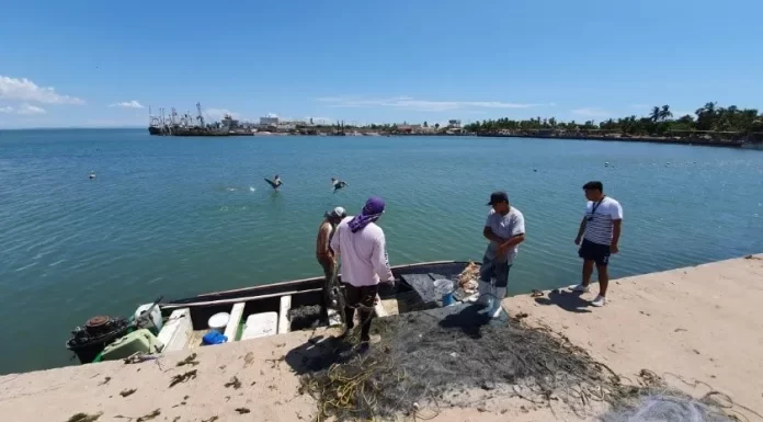 Emigran pescadores del Sur de Sonora por temor a tiburones
