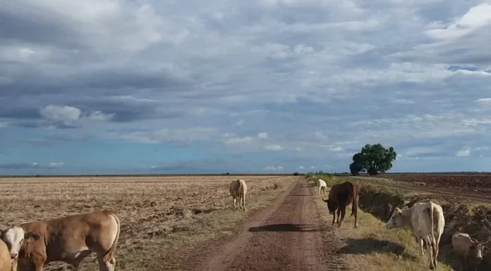 Consideran que tardará una década la recuperación de hatos ganaderos