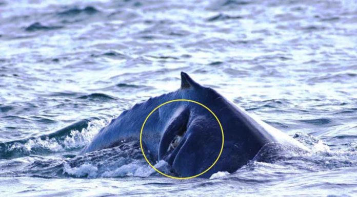 Asegura Profepa que ballenato lesionado en Cabo San Lucas está fuera de peligro