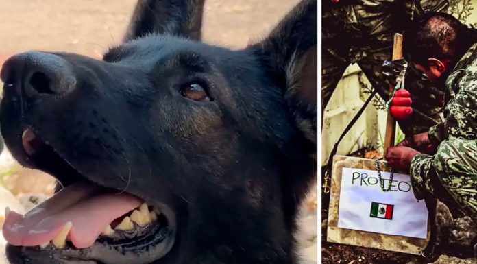 Levantarán monumento a Proteo, perrito rescatista, en parque de Turquía