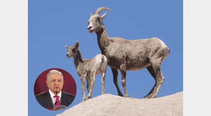 Seris se toman su tiempo para decidir si dejan de otorgar permisos para cazar al borrego cimarrón: AMLO