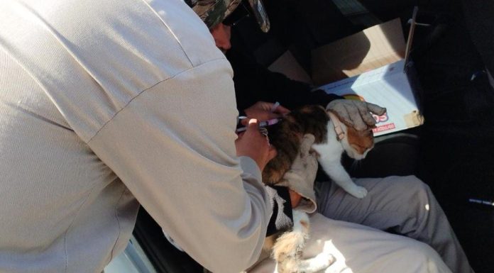 Avanza aplicación de vacunas antirrábicas al sur de Sonora