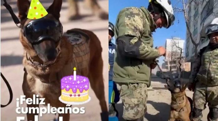 ¡De manteles largos! «Ecko», perro rescatista en Turquía, cumple años