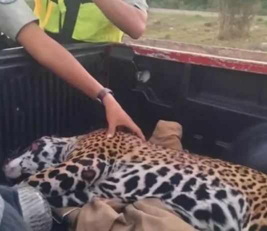 Atropellan a jaguar hembra en gestación frente a zona turística de Quintana Roo; madre y cría murieron