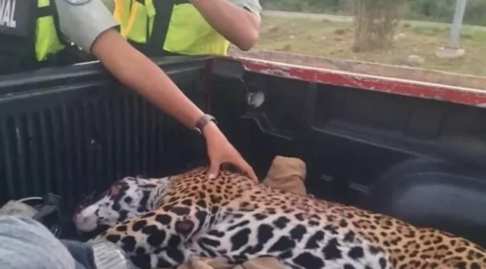 Atropellan a jaguar hembra en gestación frente a zona turística de Quintana Roo; madre y cría murieron