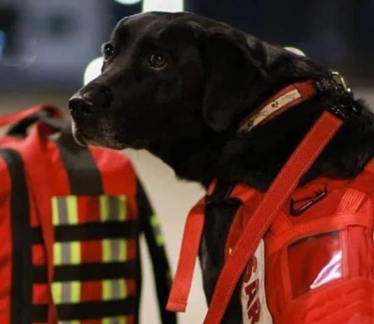 A la orden: binomios caninos ya están trabajando en Turquía
