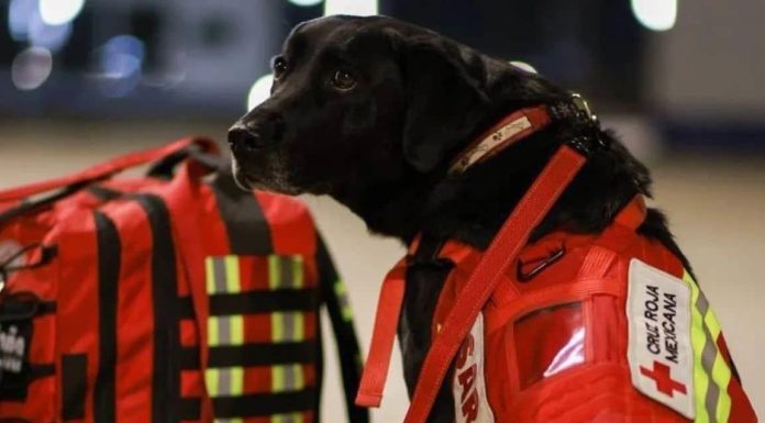 A la orden: binomios caninos ya están trabajando en Turquía