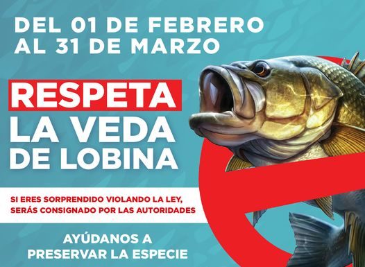 EL H. AYUNTAMIENTO DE CAJEME, INFORMA DE LA TEMPORADA DE VEDA DE LOBINA