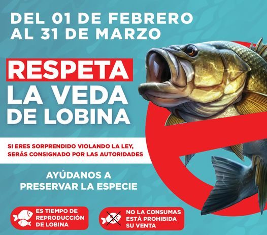 EL H. AYUNTAMIENTO DE CAJEME, INFORMA DE LA TEMPORADA DE VEDA DE LOBINA