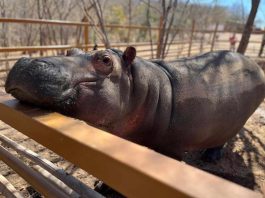 Hipopótamos de Pablo Escobar llegarán a México a mediados de abril