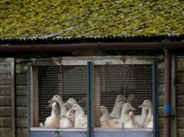 China detecta nuevo caso de gripe aviar A-H3N8 en humanos