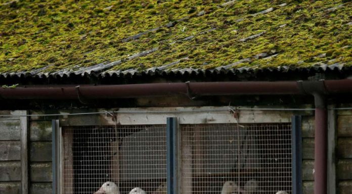 China detecta nuevo caso de gripe aviar A-H3N8 en humanos