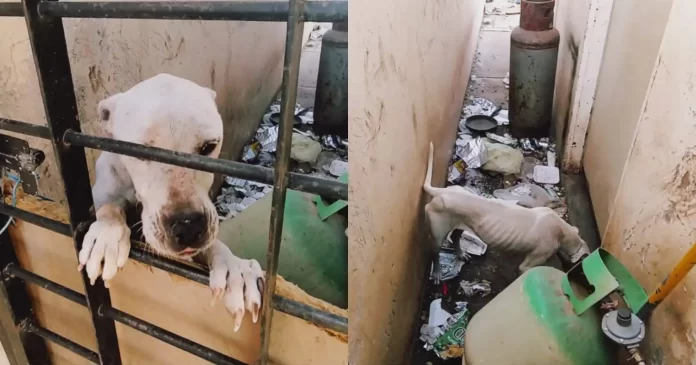 WhatsApp-Image-2023-03-10-at-11.56.47-AM