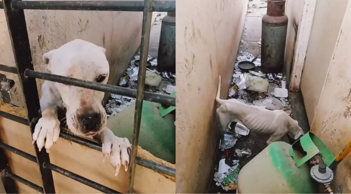 Atiende policía municipal denuncia por maltrato animal