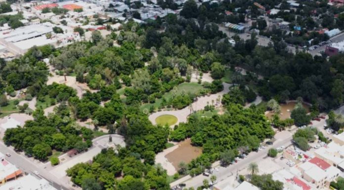 Por Ley, negocios comerciales e industriales de Sonora deberán plantar árboles nativos en sus estacionamientos