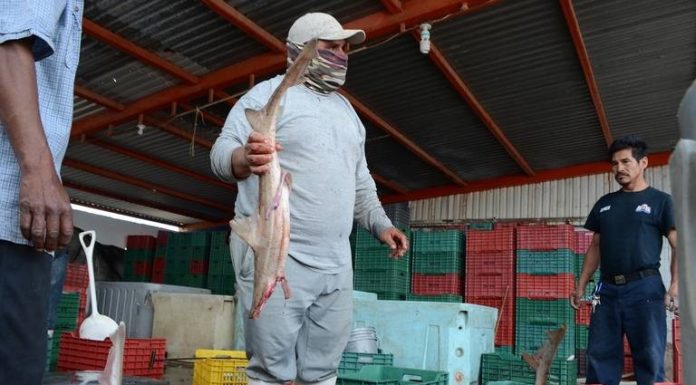 Sonora está entre los primeros lugares de producción pesquera