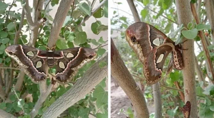 “Despiertan” primeras mariposas de la temporada