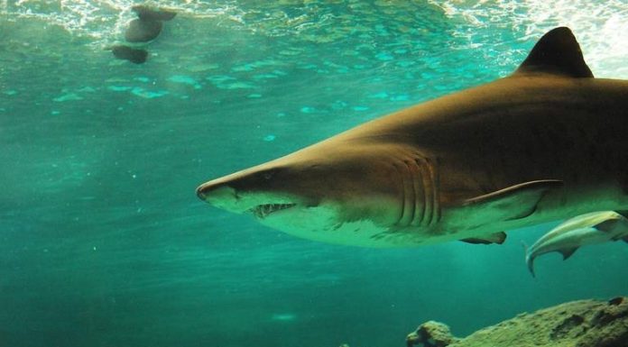 Sonora tiene fósiles de los tiburones más antiguos en todo México