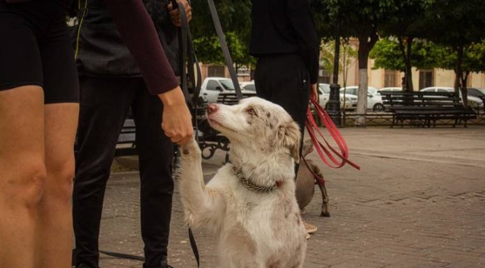 Multas de 15 mil pesos para dueños irresponsables de mascotas en Hermosillo