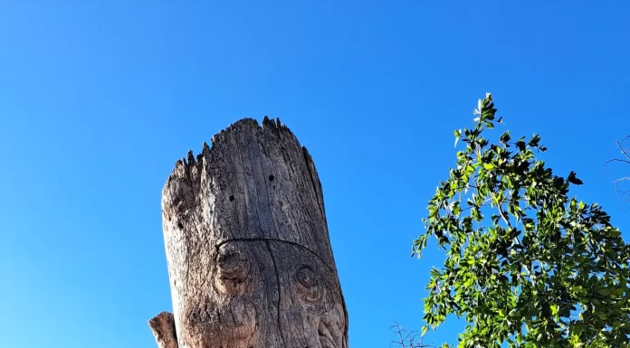 Representa riesgo escultura en tronco de árbol en Cócorit