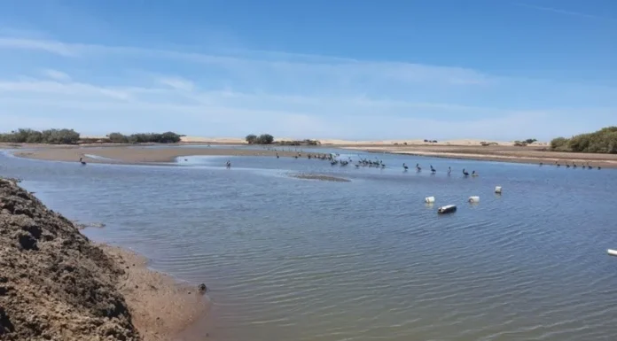 Investigan autoridades muerte de delfines y lobos marinos en Huatabampo