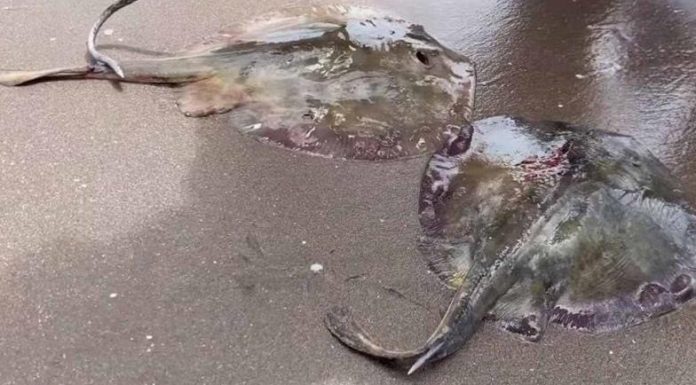 Ésta, podría ser la verdadera causa de muerte de cientas de mantarrayas en Huatabampo