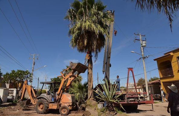MUNICIPIO DE CAJEME TRANSPLANTA PALMAS A OTRA UBICACIÓN, PARA PROTEGER TUBERÍAS DE AGUA POTABLE