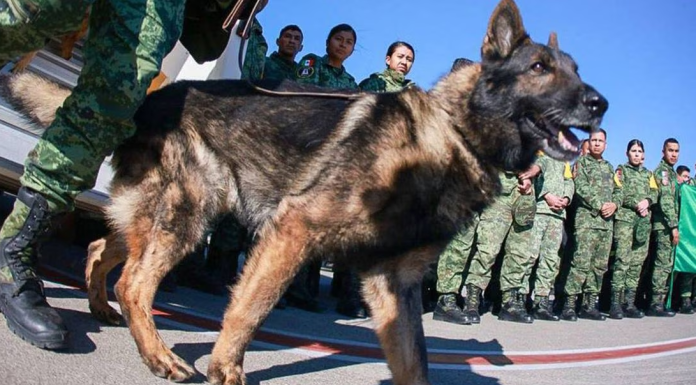 Ejército alista estatua dedicada a “Proteo”, perrito rescatista que murió en Turquía