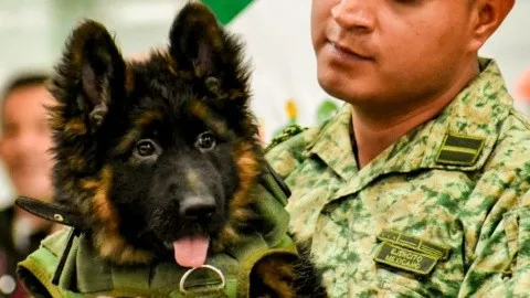 cachorro-turco-nombre-mxxico-sedena.jpg_1758632412