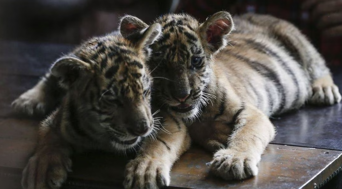 ¿Es legal tener leones o algún otro animal exótico como mascota?