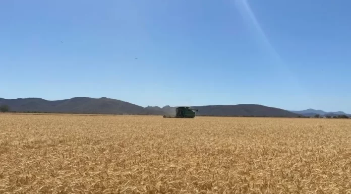 Insiste Sagarhpa en que se apueste a otros cultivos y reducir la siembra de trigo en el Valle del Yaqui