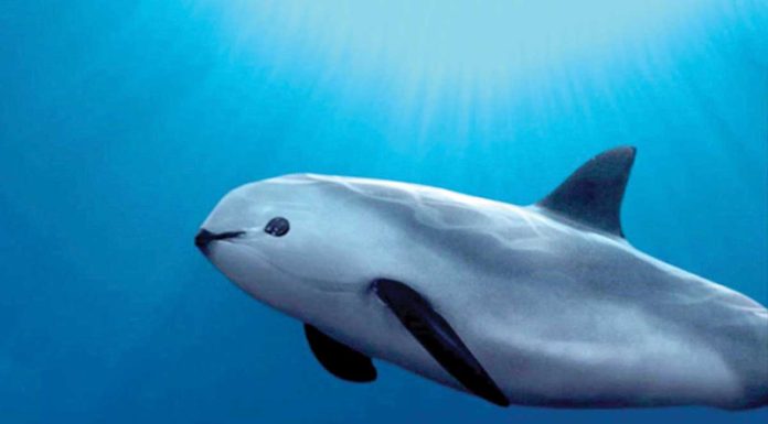 Invisible, nuevo plan en defensa de la vaquita marina