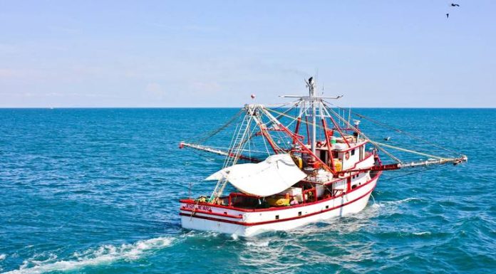 Sonora es líder en producción de camarón: Comisionado de CONAPESCA