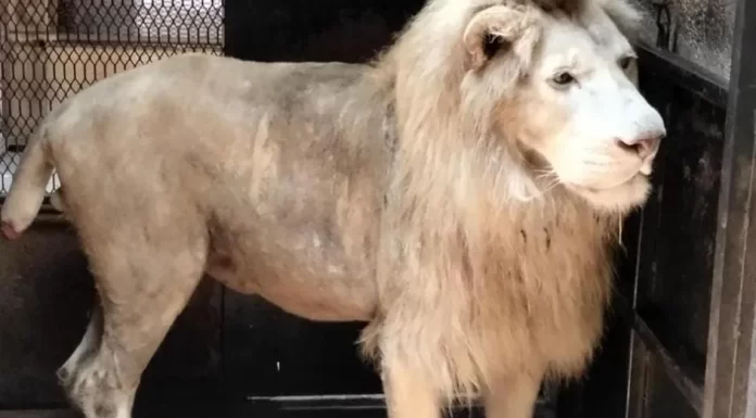 En Michoacán, Profepa asegura león blanco en deplorables condiciones de salud