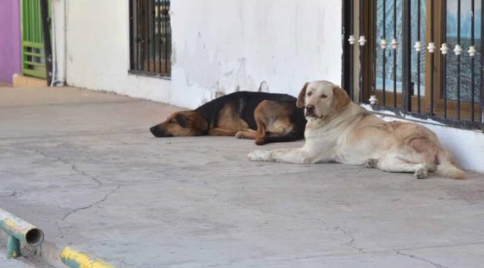 Perros pueden morir en dos horas debido al calor