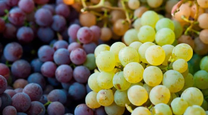 Sonora es líder en producción de uva de mesa