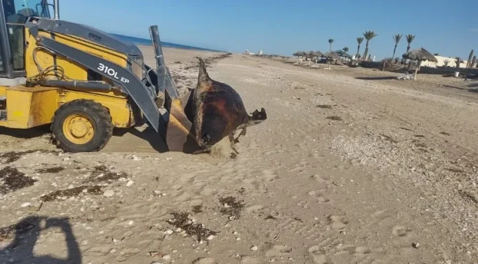 Encuentran a un enorme león marino muerto en playas de Puerto Peñasco