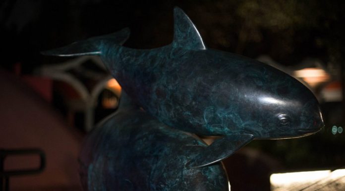 Agradece López Obrador a Biden ‘no emitir sanciones’ por vaquita marina