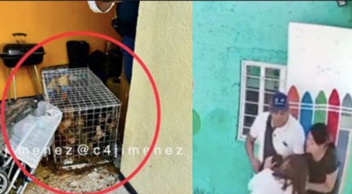 Rescatan perritos maltratados en casa de agresores de maestra en Cuautitlán