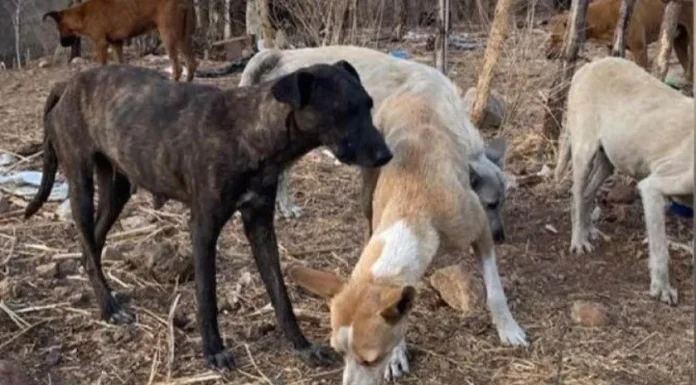 Afectan jaurías de perros salvajes a ganaderos