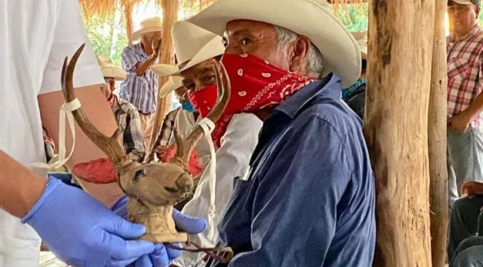 Recibe Pueblo Yaqui, el Maaso Koba y objetos ceremoniales repatriados desde Suecia