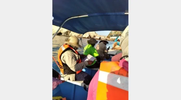 Nacen casi 600 crías de lobo marino en la Isla San Jorge
