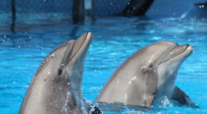Delfines, un hermoso atractivo del Pueblo Mágico de San Carlos