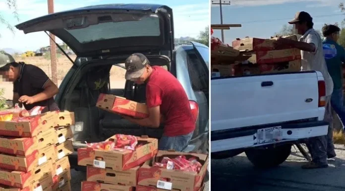 Se vuelca tráiler en tramo Altar-Pitiquito y rapiñan puro chile (morrón)