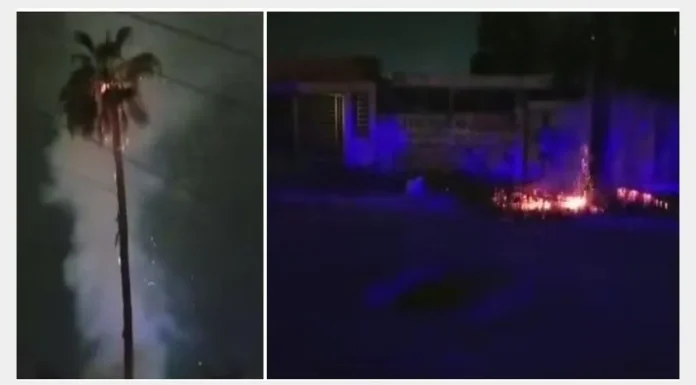 Palmera se incendia tras caerle un rayo en Ciudad Obregón