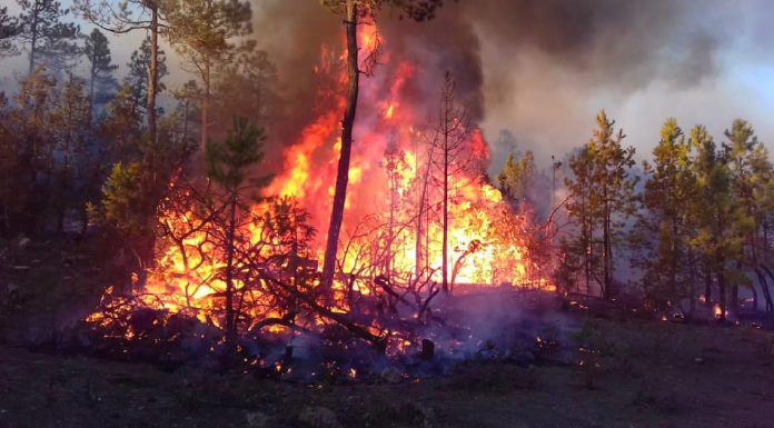 ¿Cómo recuperar las hectáreas afectadas en incendios forestales?