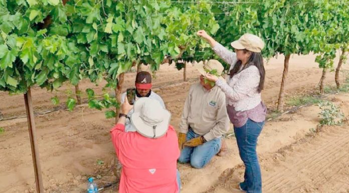 Se recupera el sector agrícola en Sonora tras pandemia