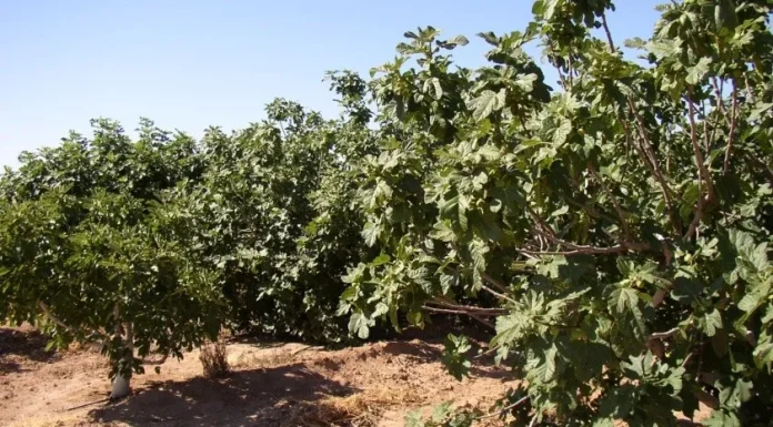 Toma impulso la siembra de higo en Valle del Yaqui